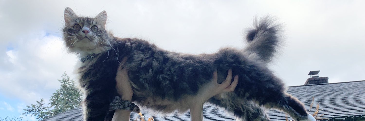 chrissyzittell's profile banner image