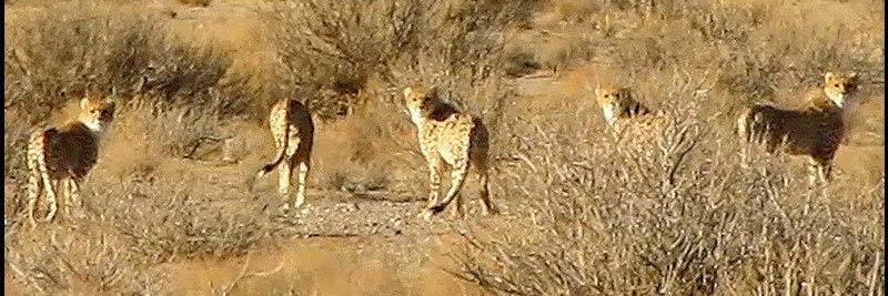 Sadra Mohaqeq banner