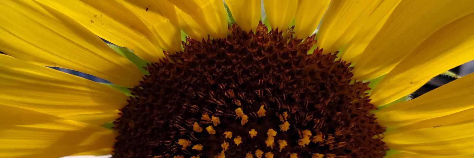 HastyJill's profile banner image