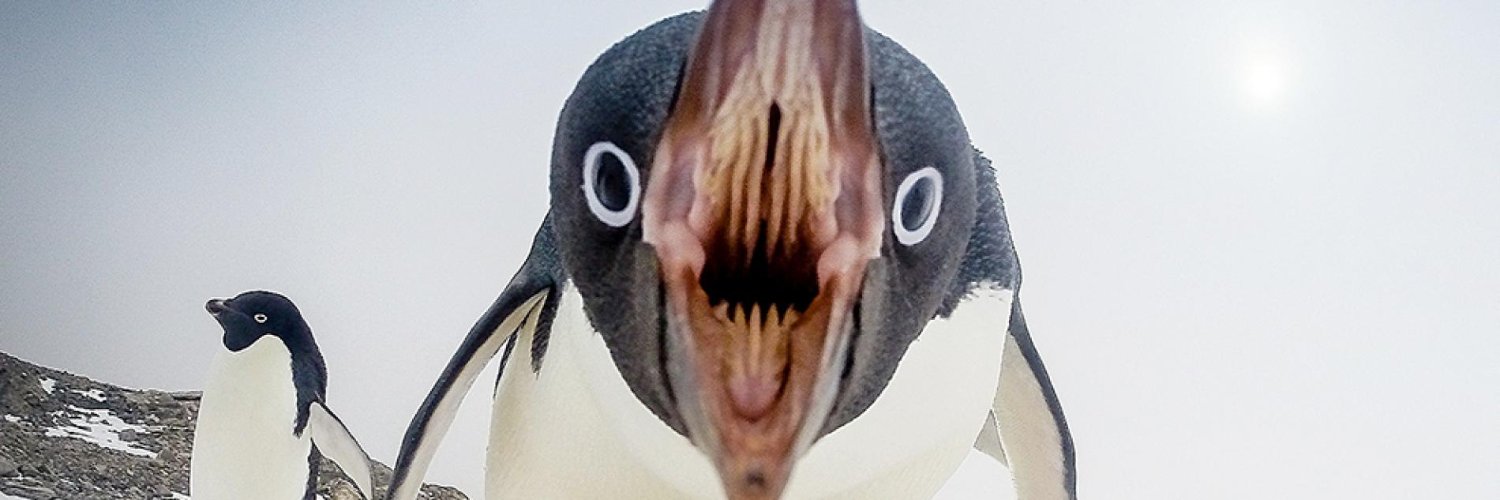 PalkoThePenguin's profile banner image