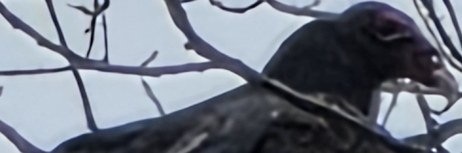 DLHawk84's profile banner image
