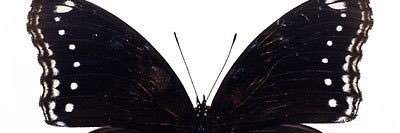 angelzdoexist's profile banner image