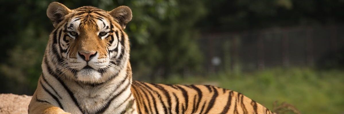 El tigre sin jaula banner