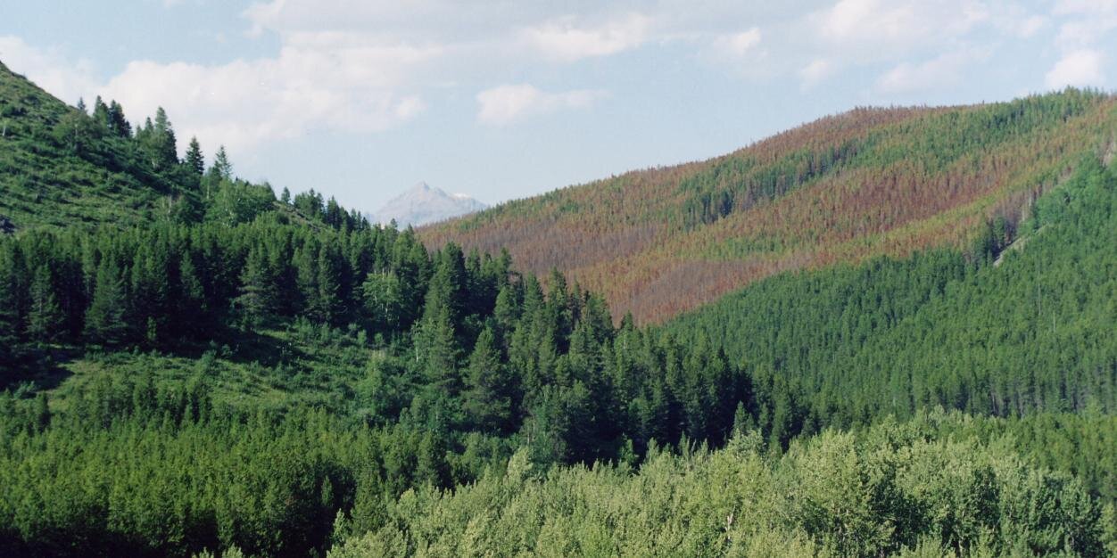 Marie-Josee Fortin banner