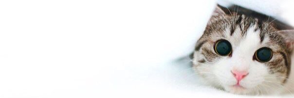 Джуманджи banner