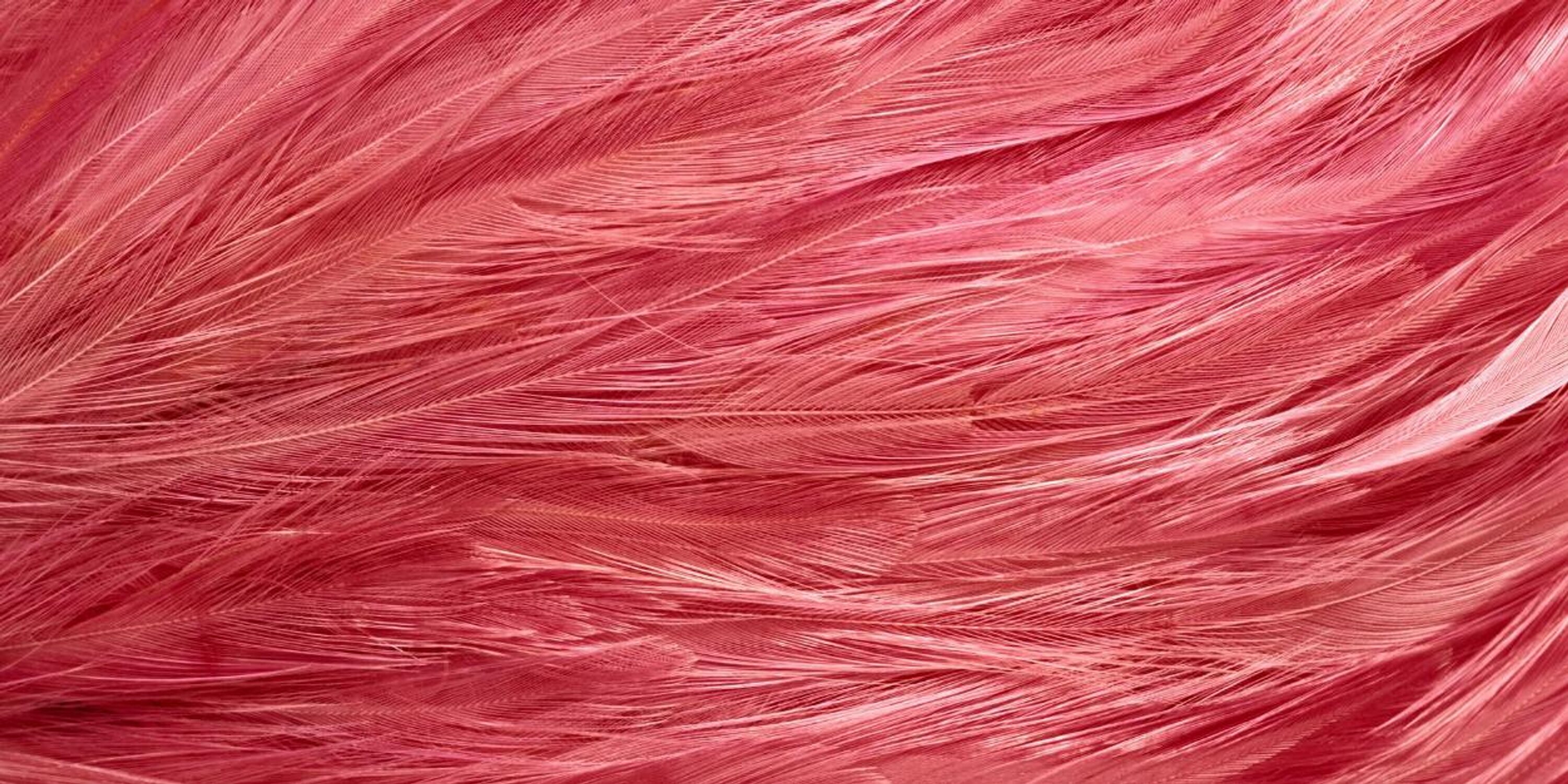 GoDragQueens's profile banner image