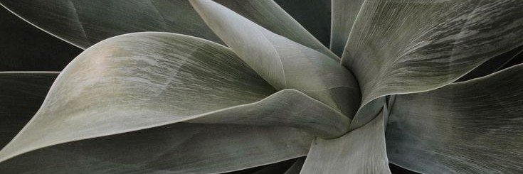 Sgeulgi's profile banner image