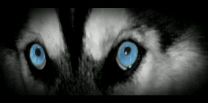 HelenaHuskies's profile banner image