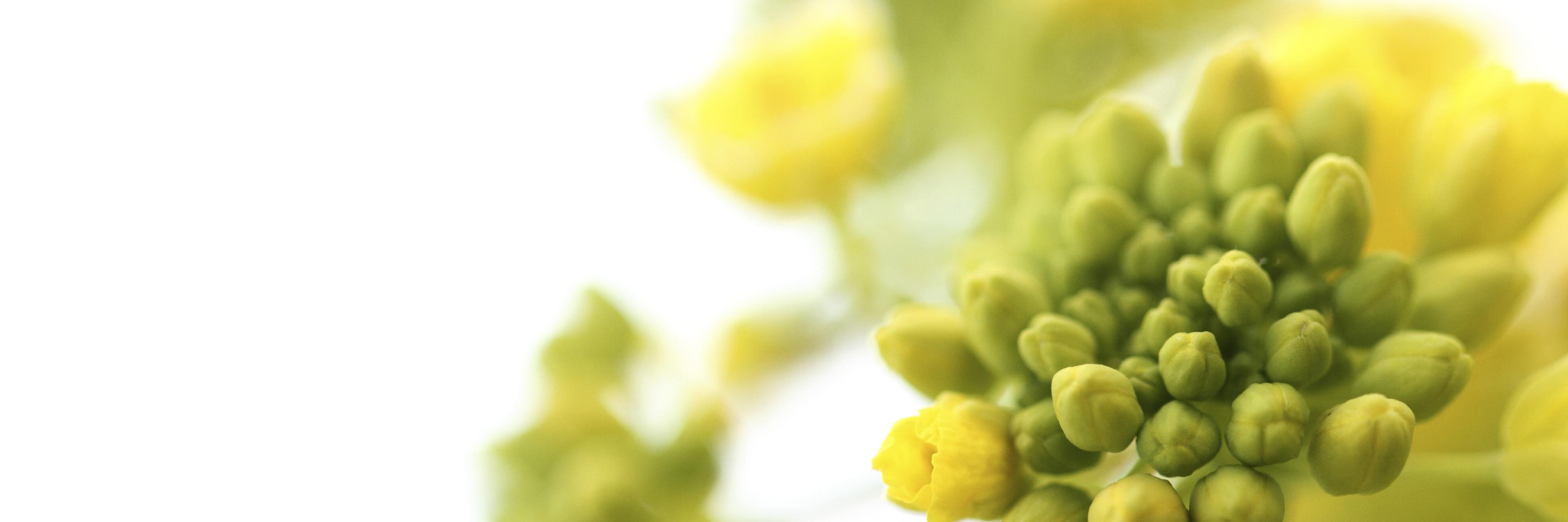 thevedacompany's profile banner image