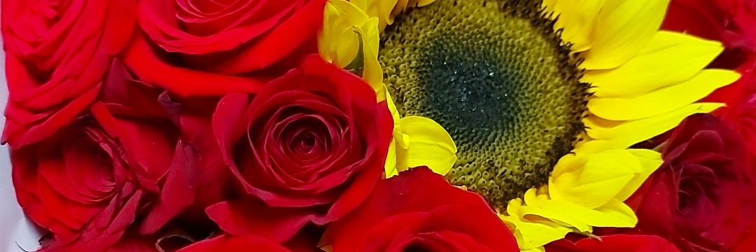 marisol_argaez's profile banner image