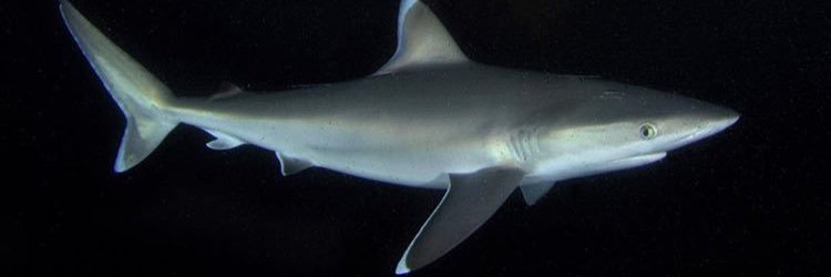 wolfsEyEView's profile banner image