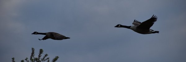 leicdan Profile Banner