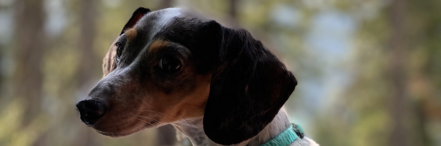 ShayeRoot1's profile banner image