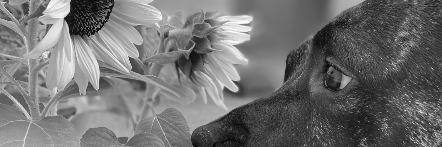 Sammy B banner