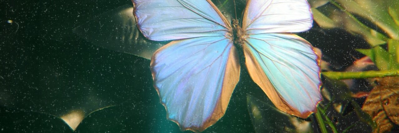 Leilanieex's profile banner image