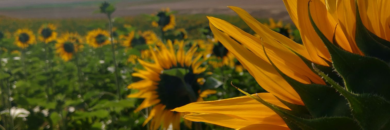 Franmelli98's profile banner image