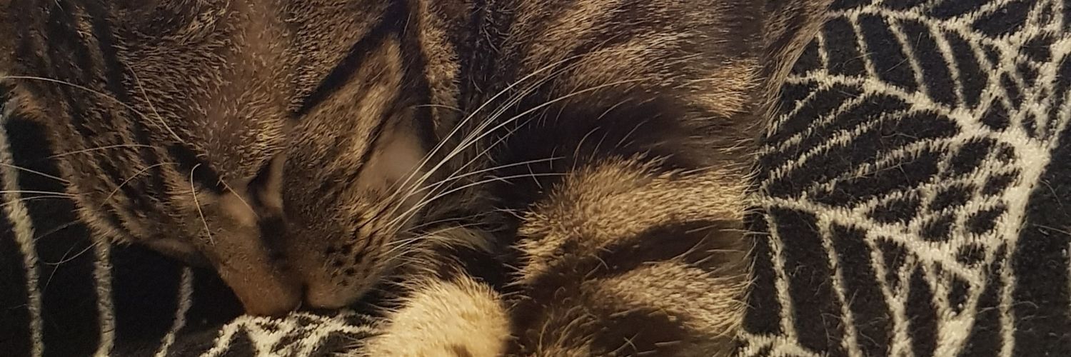 immarijn's profile banner image