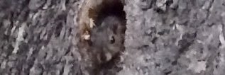 Trypecans's profile banner image