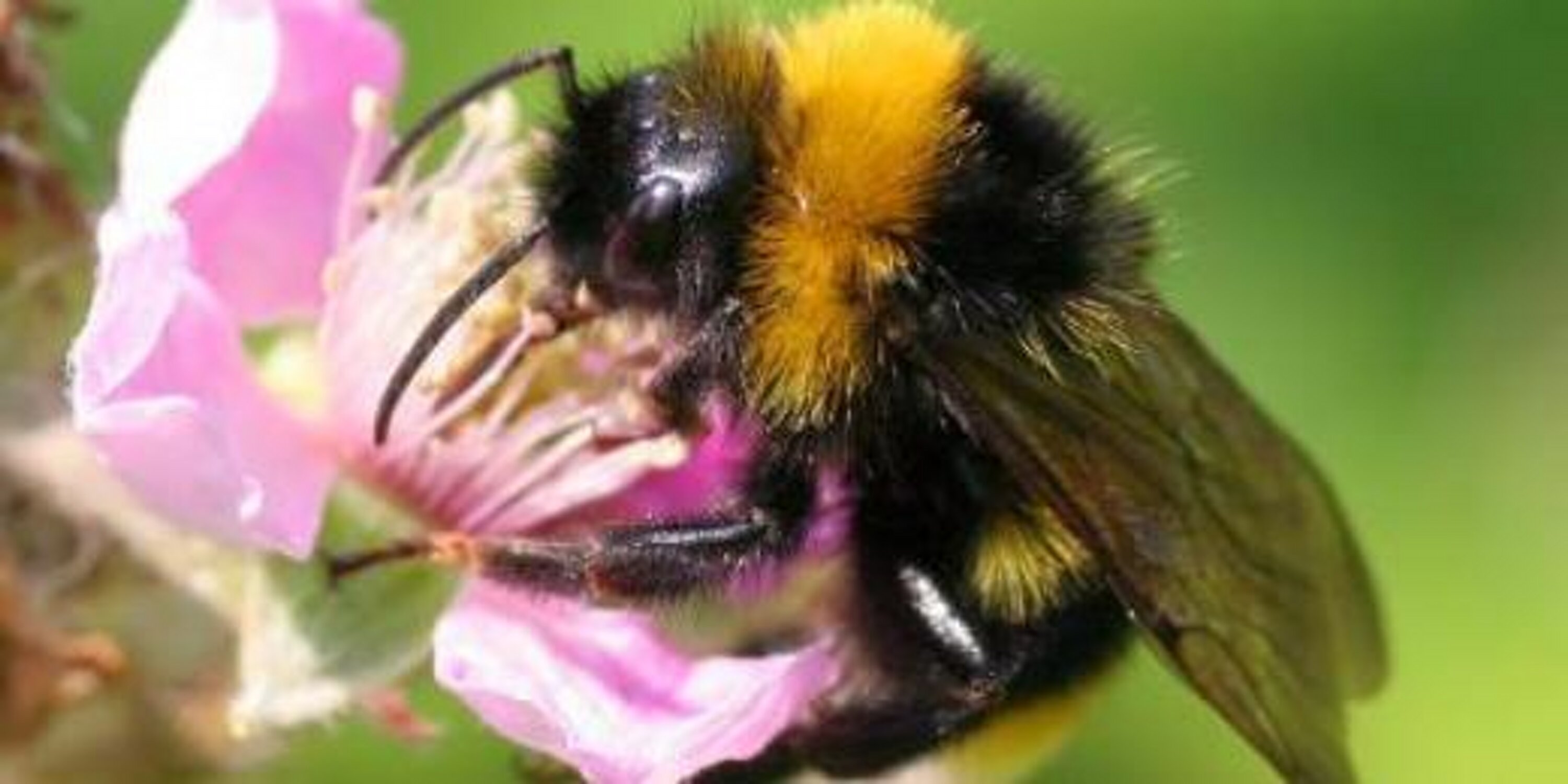 farmgardenbee's profile banner image