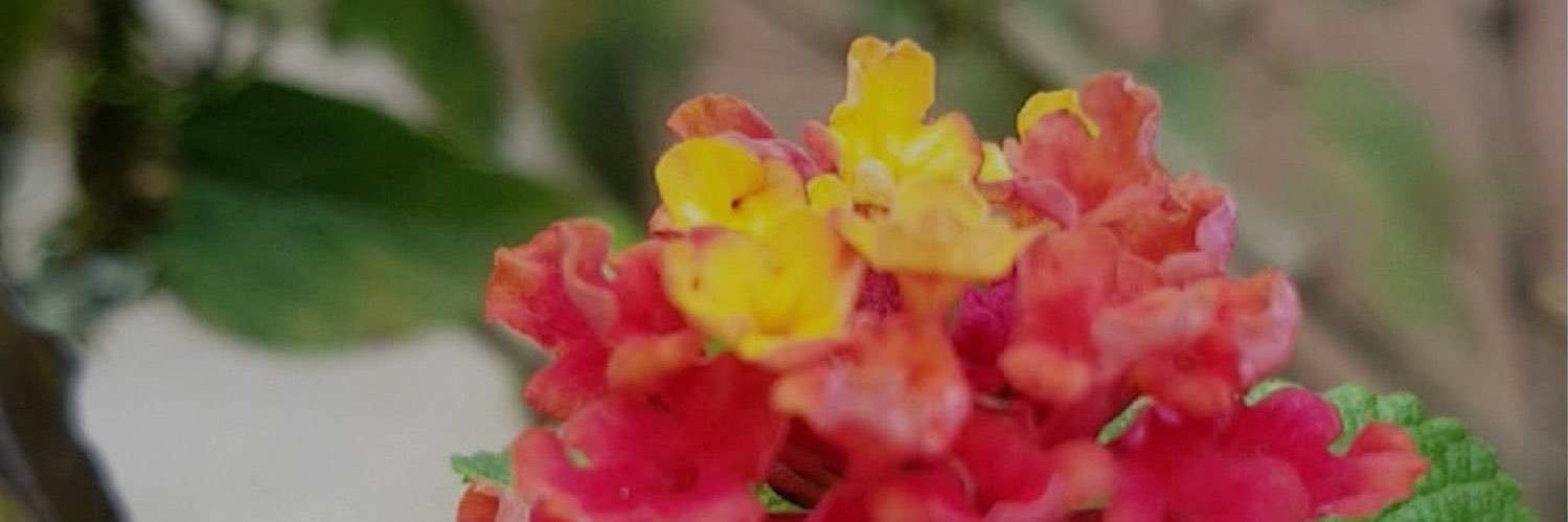 Samooti's profile banner image