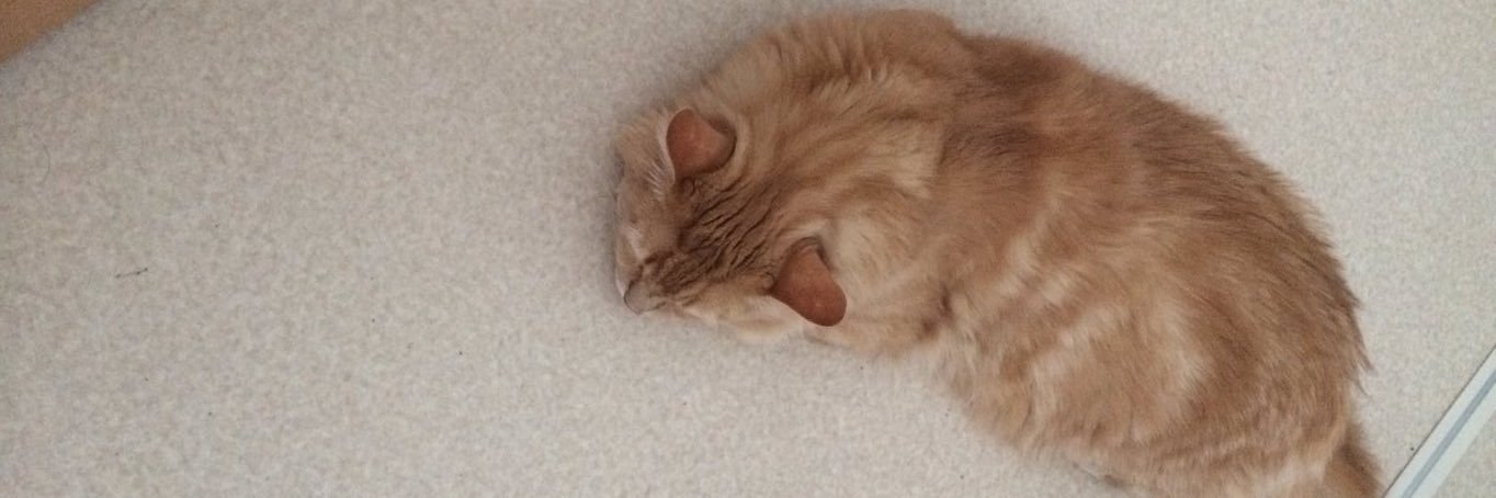 xKLineZz's profile banner image