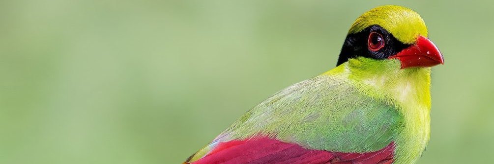 chris_gonzalez's profile banner image