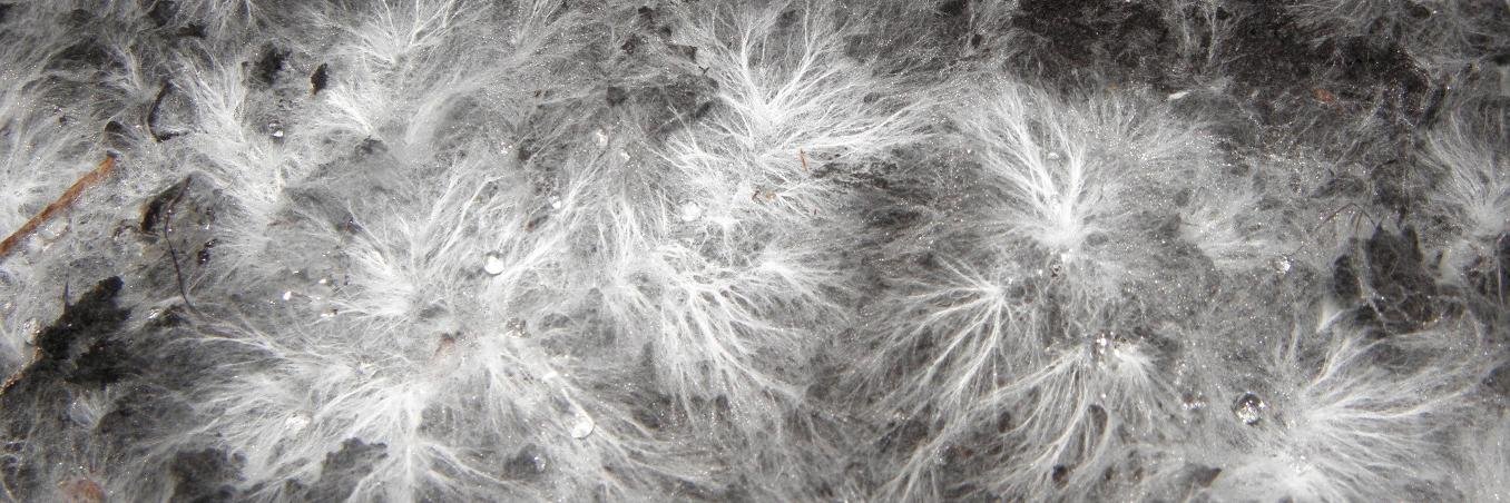 Viktor Zaunders banner