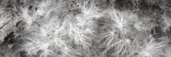 zaunders Profile Banner