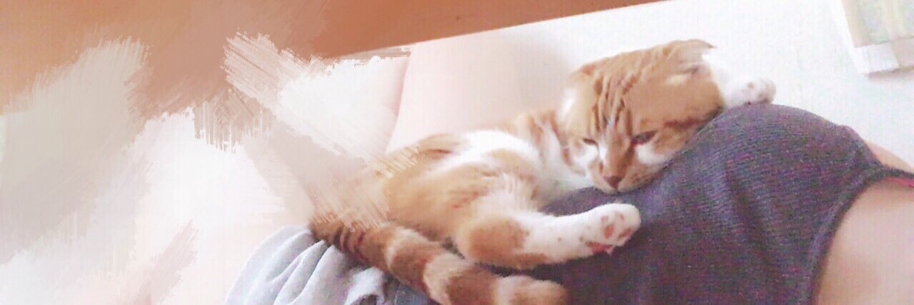 neko_oll's profile banner image