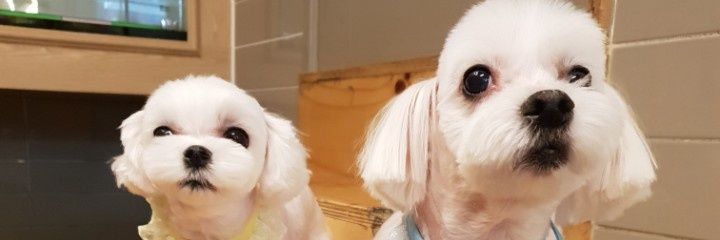 luckytem's profile banner image