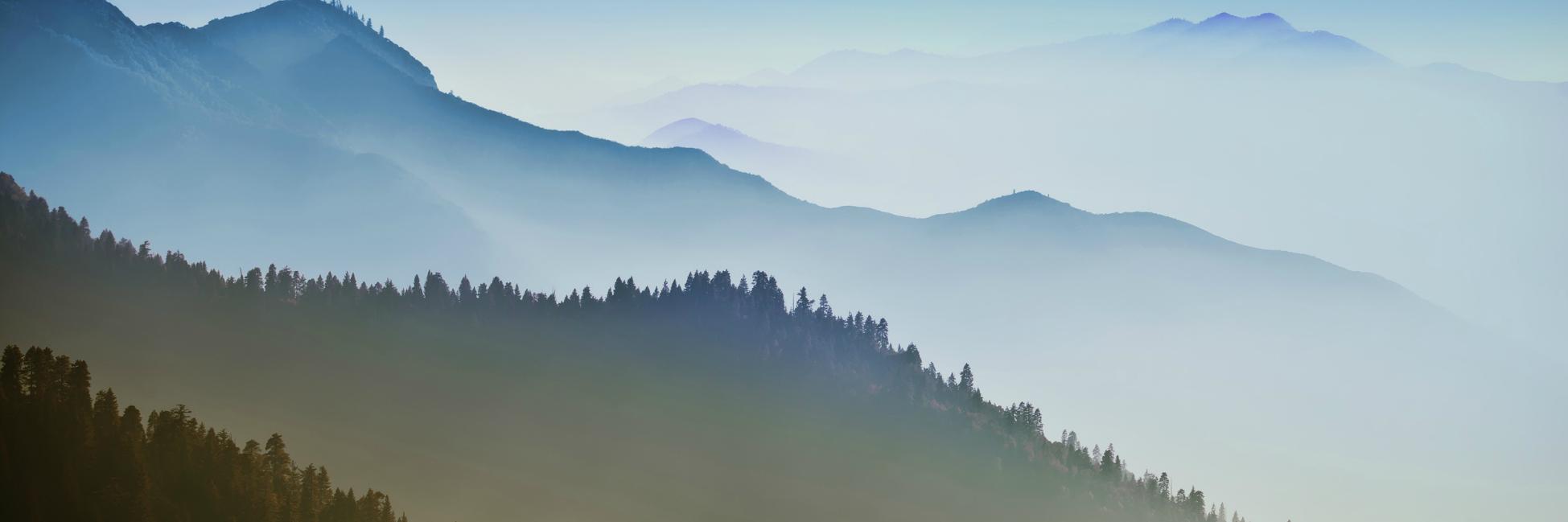 Olga Carter banner