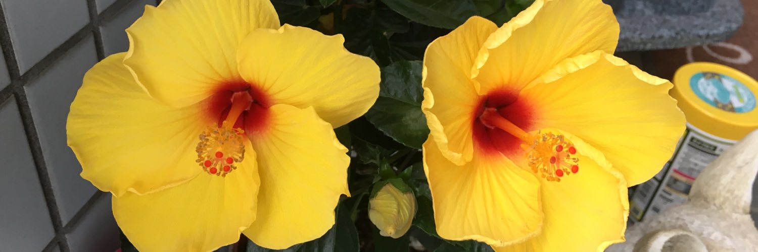 c8_niki's profile banner image