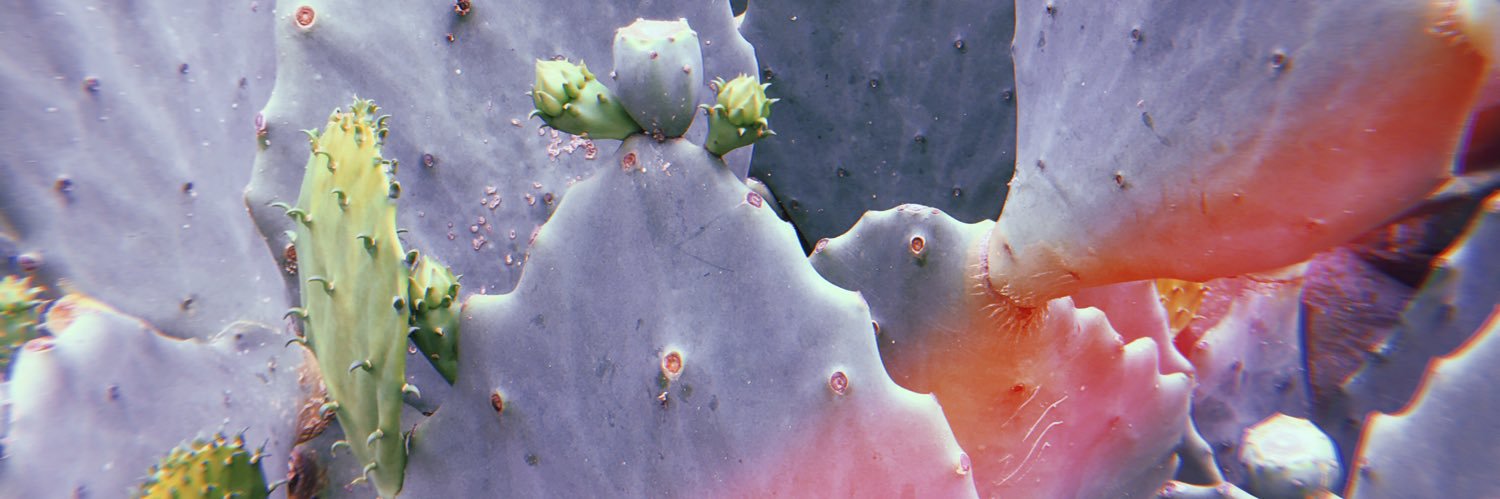 sophia banner