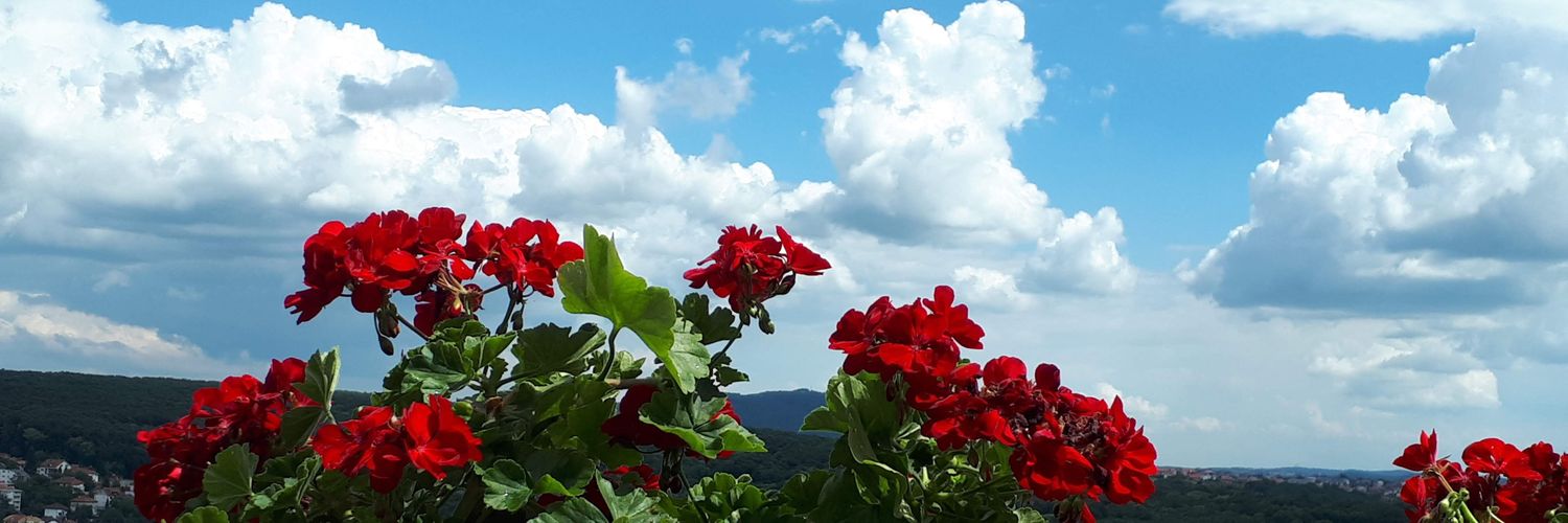 KisssTheCook's profile banner image