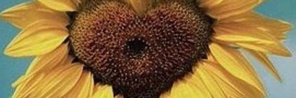 reininsarcoma Profile Banner