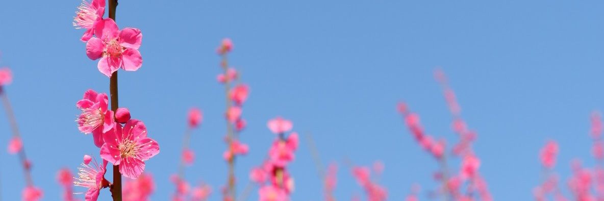 afsucan's profile banner image