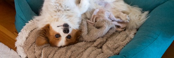 meinfeenstaub Profile Banner