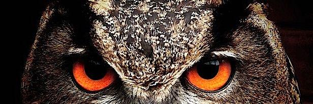shikazrey's profile banner image