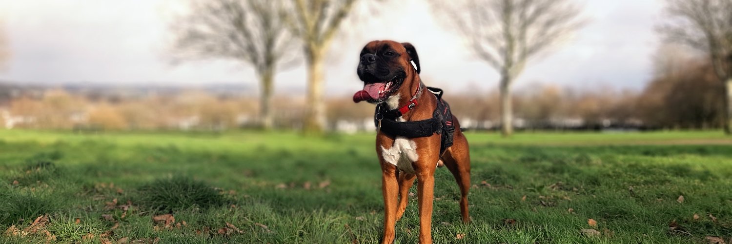 ℙ𝕒𝕥 𝕆'ℍ𝕒𝕣𝕖 (up/yours) banner