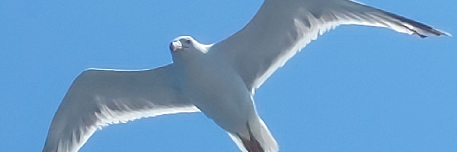 FranciPZ's profile banner image