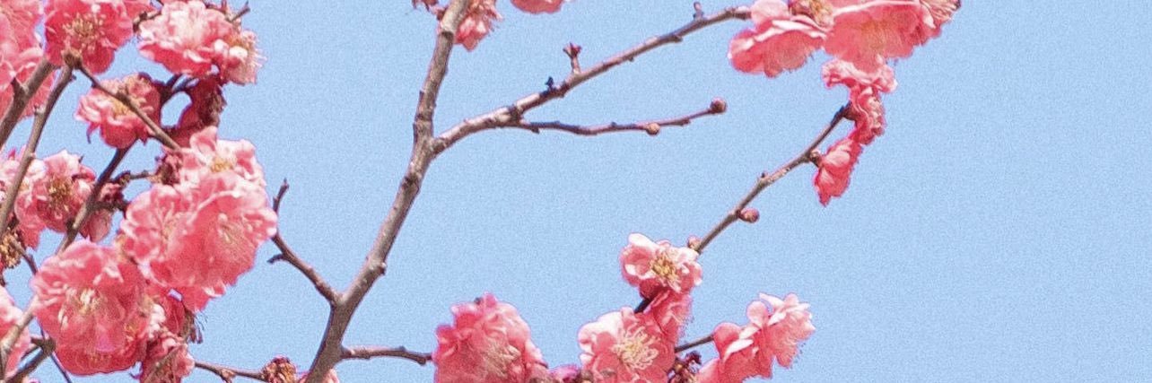 ♡ miss shellfish beach ♡ banner