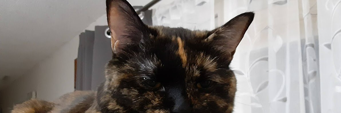 Meg Bailey ☘️🇮🇪☘️🇮🇪☘️ banner