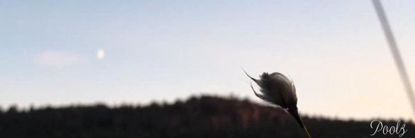 Poolz_Music Profile Banner