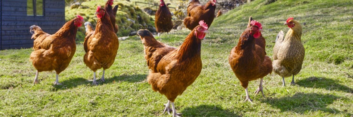 Your Chickens banner