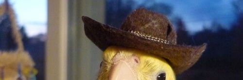 _chsobrinho's profile banner image