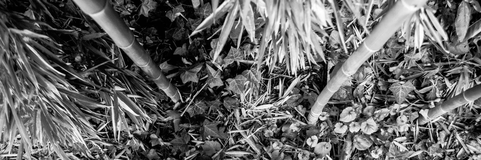 CesareAndreano's profile banner image