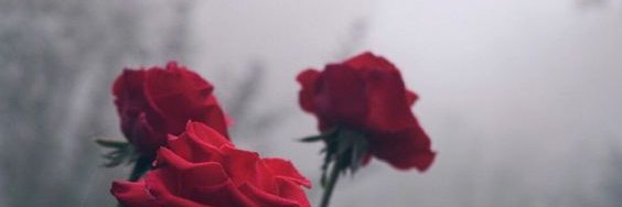 yo_kolo's profile banner image