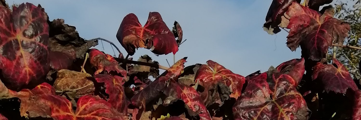 Celiadelrio00's profile banner image