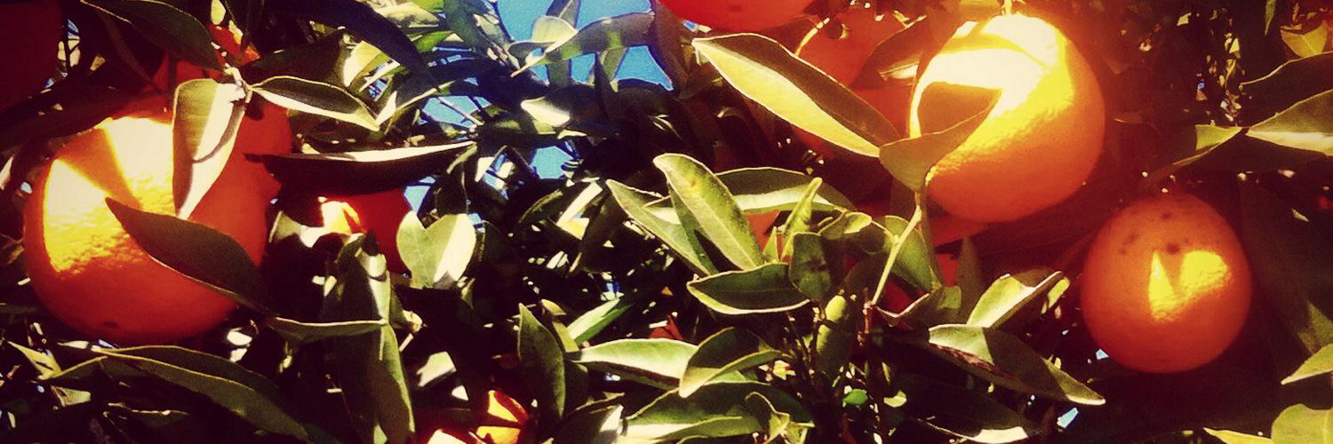 Decreciendo's profile banner image