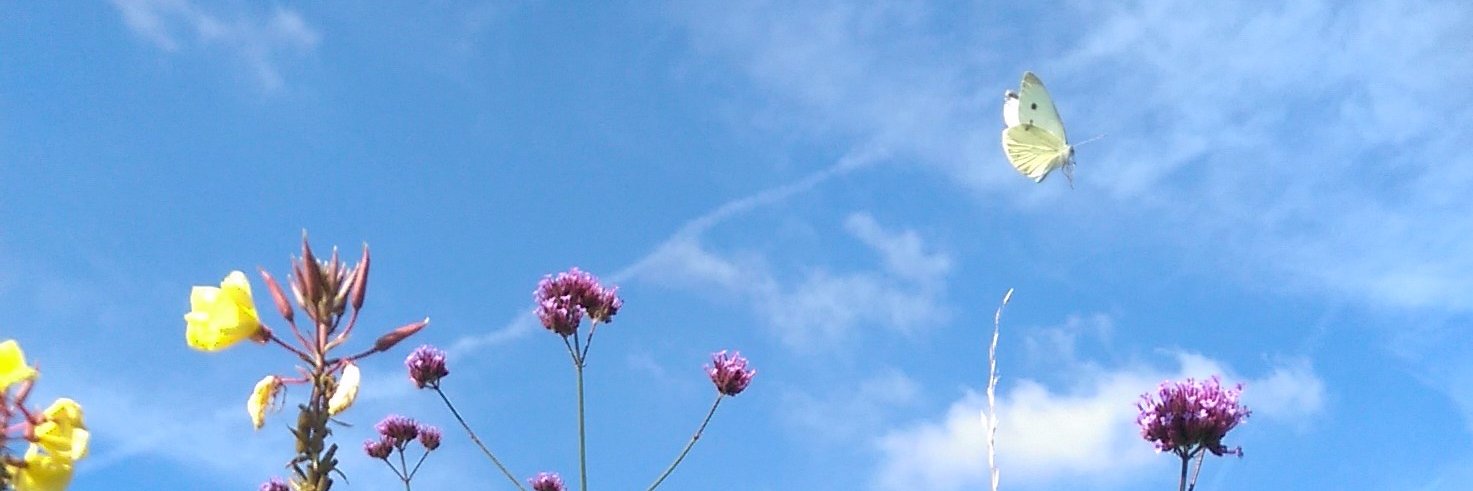 Heather Scott banner